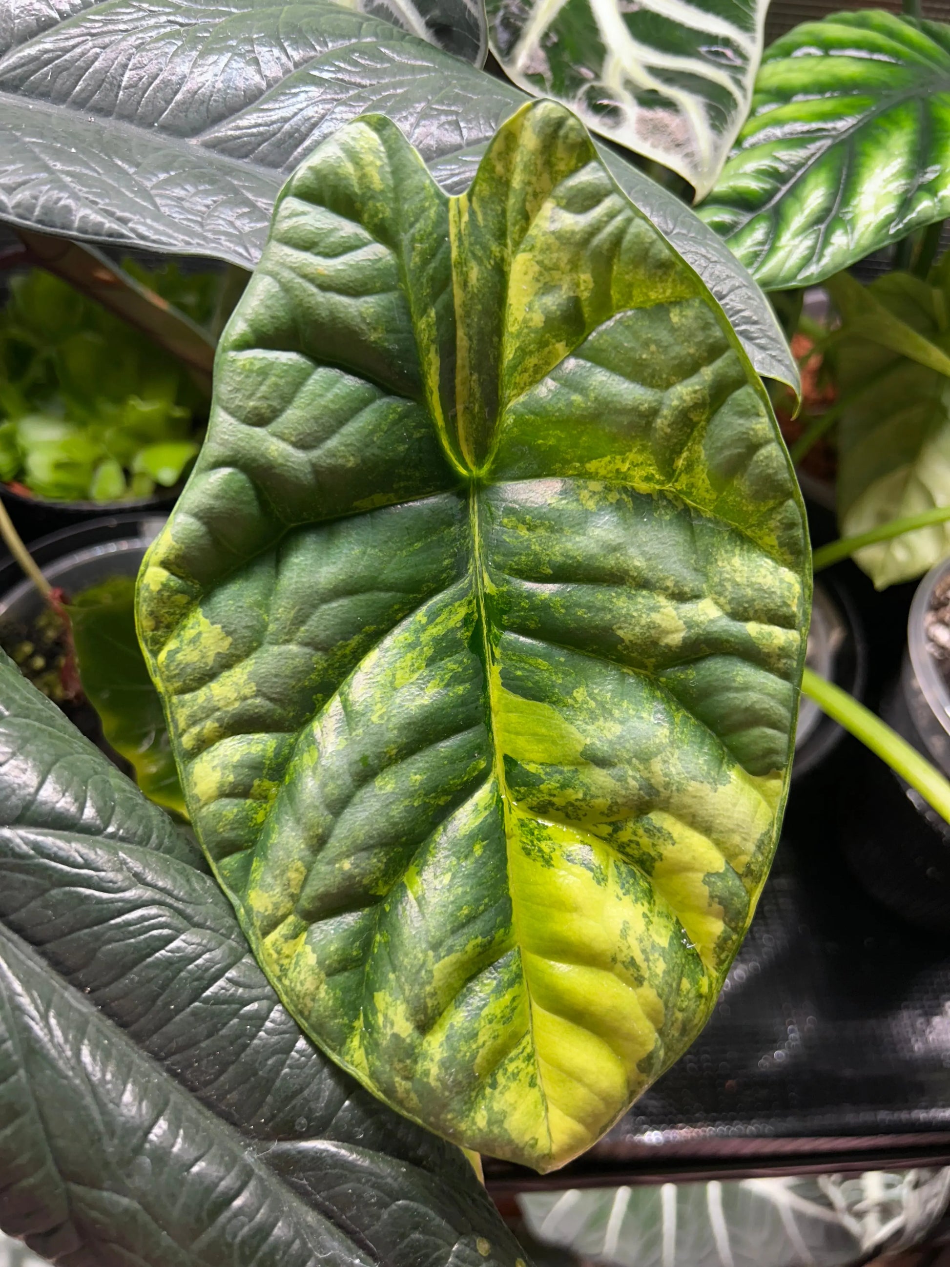 Alocasia Sinuata Aurea Variegata Rhizom - annikas_plantland