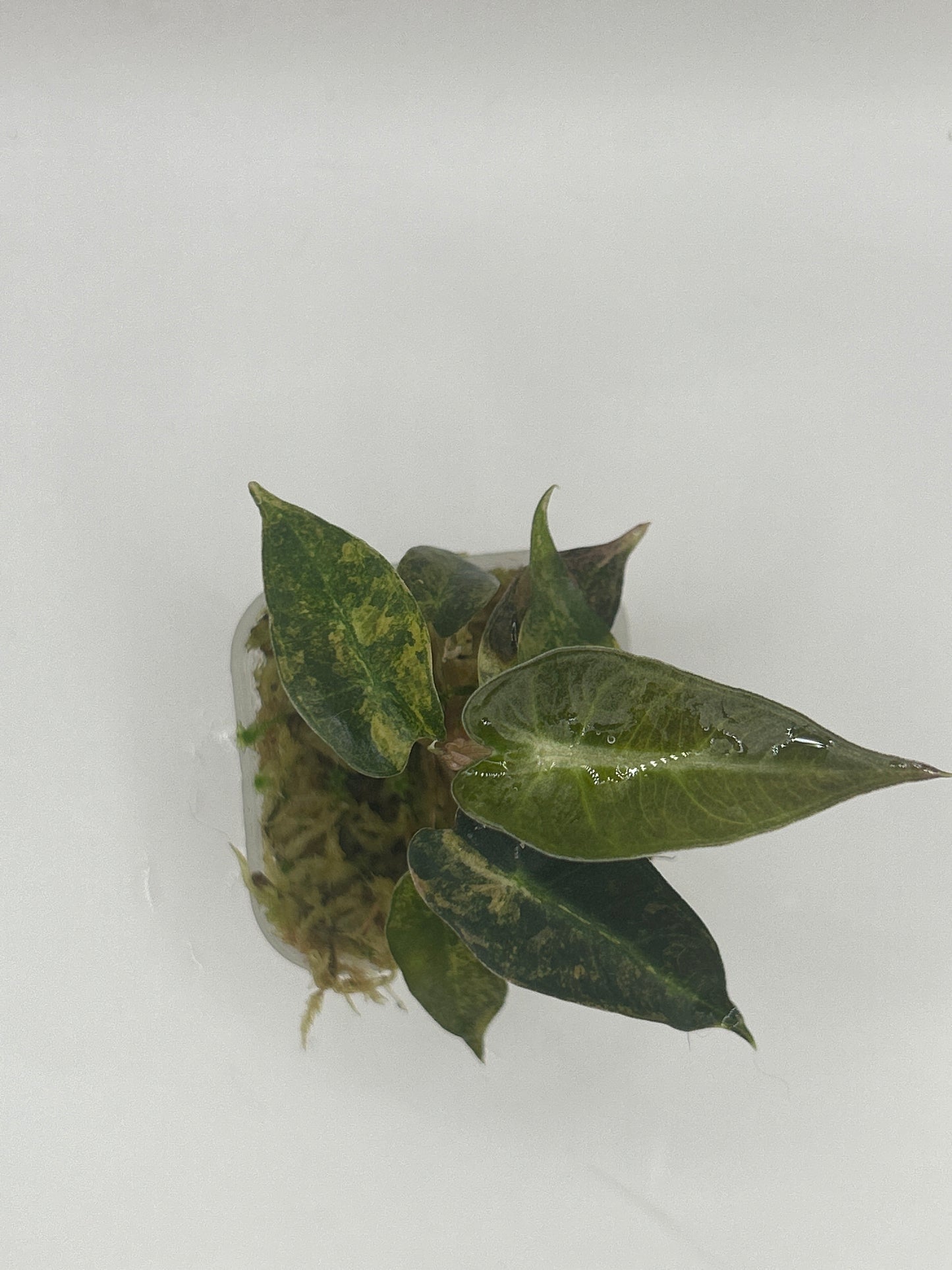 Alocasia Bambino Aurea Variegata