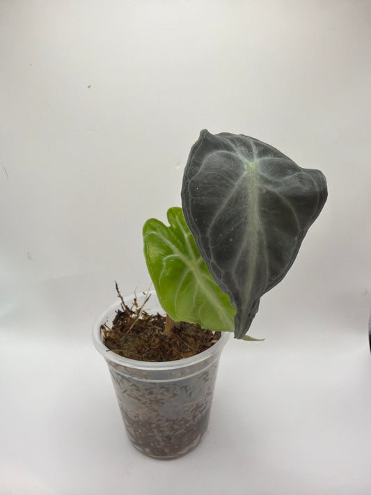 Alocasia Venom