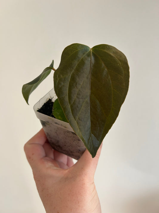 Anthurium Queen of Hearts