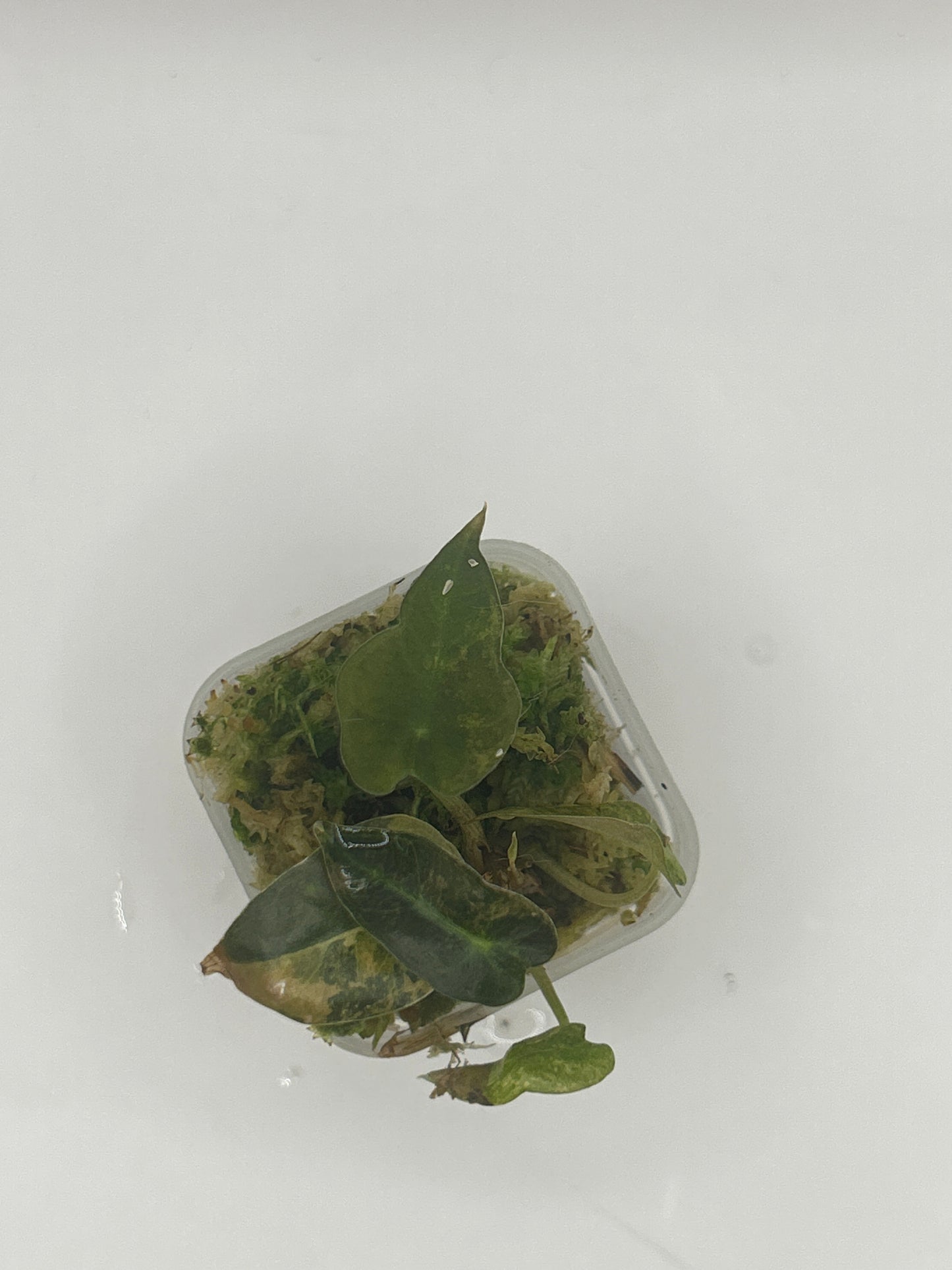 Alocasia Bambino Aurea Variegata