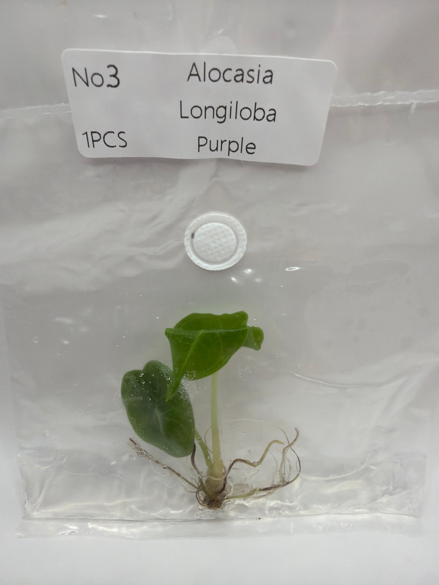 Alocasia Longiloba Purple - TC