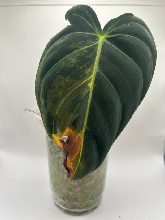 Philodendron Melanochrysum Variegata (Sad)