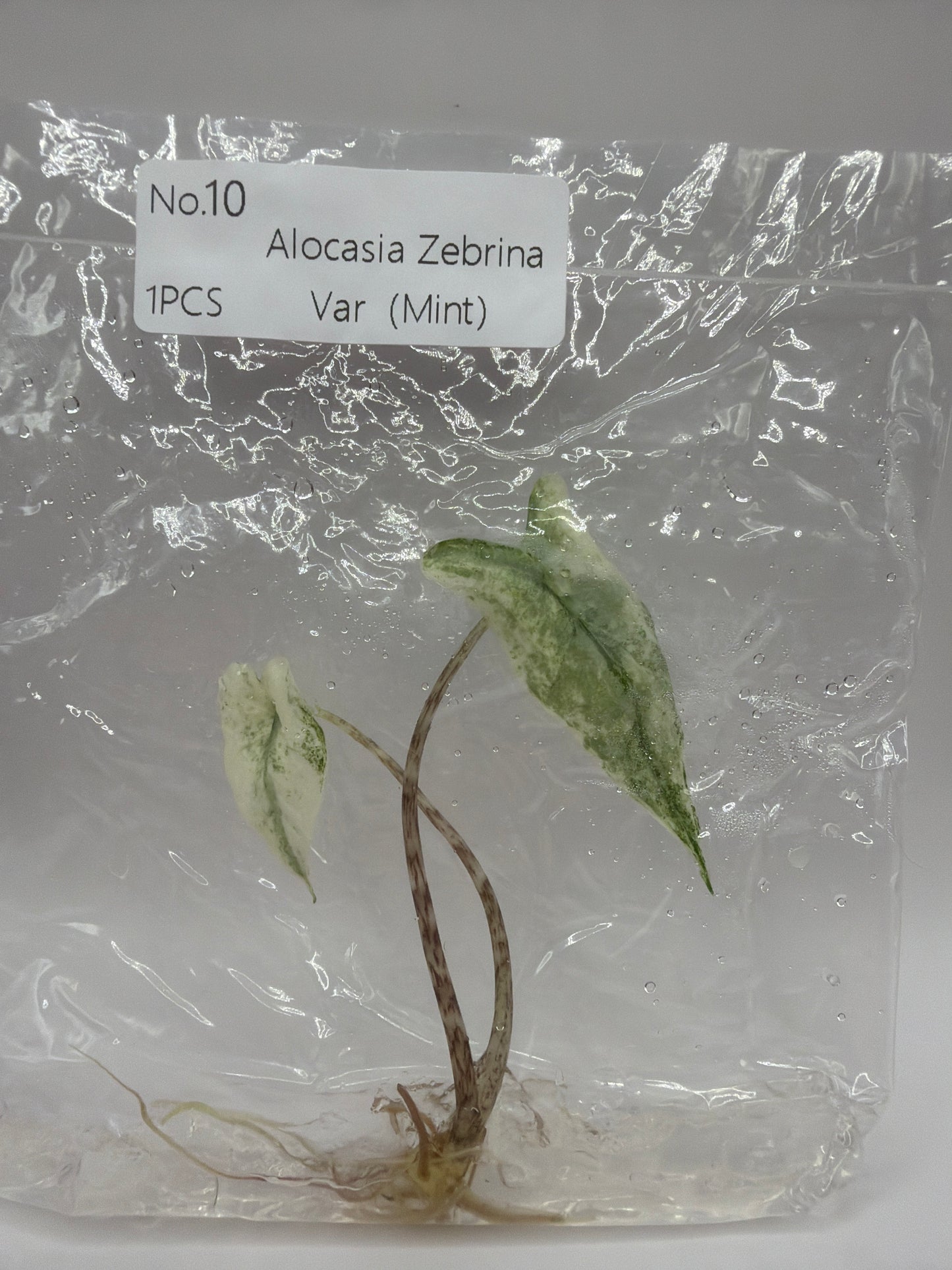 Alocasia Zebrina Mint – TC