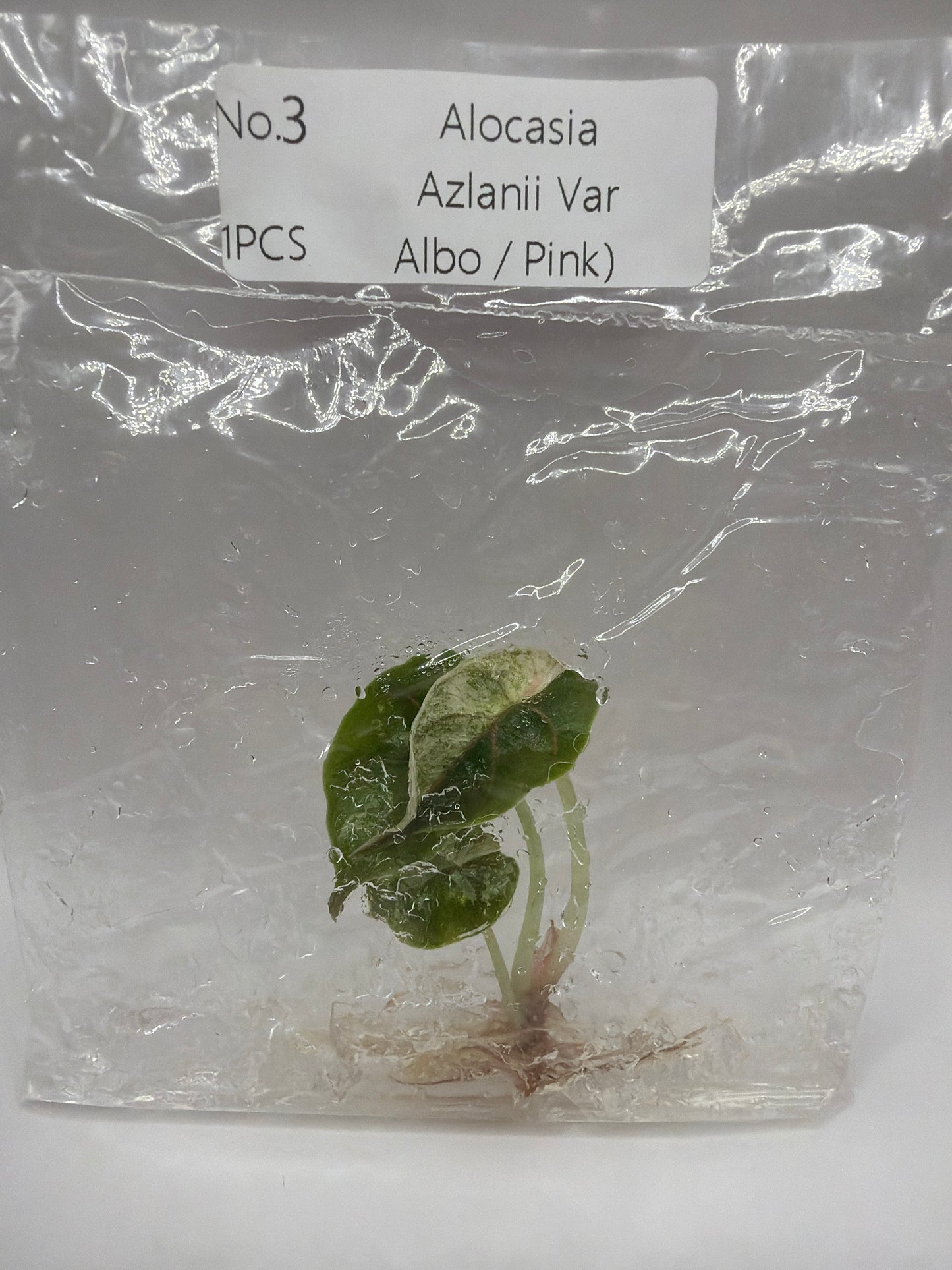 Alocasia Azlanii Albo Pink Variegata TC