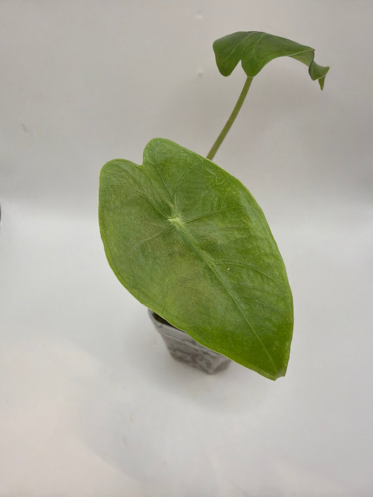 Alocasia Longiloba Purple Vein