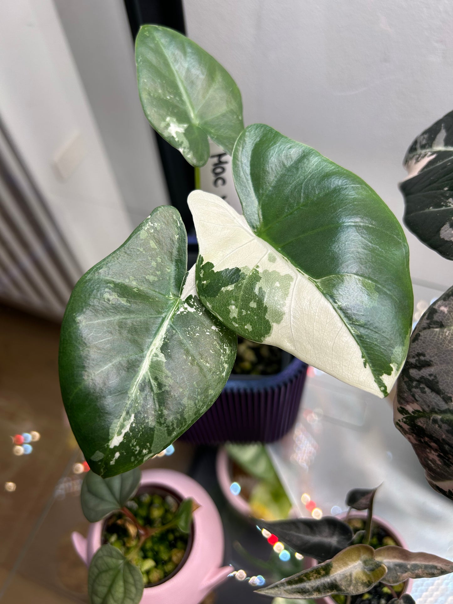 Alocasia Macrorrhiza Variegata