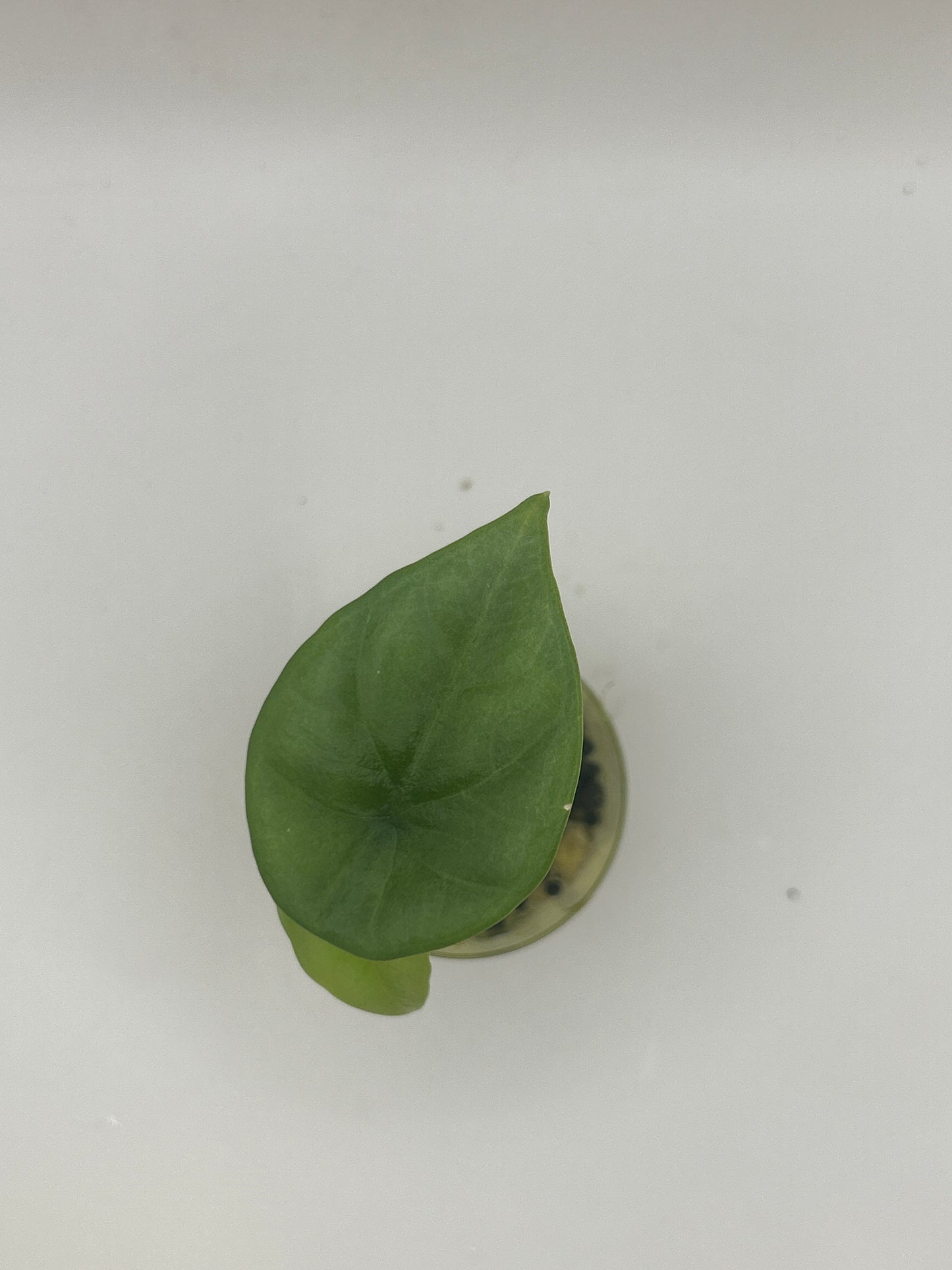 Alocasia Sinuata