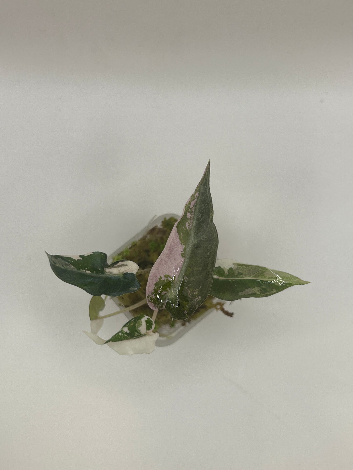 Alocasia Bambino Pink Variegata