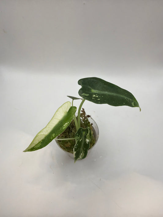 Alocasia Green Bambino