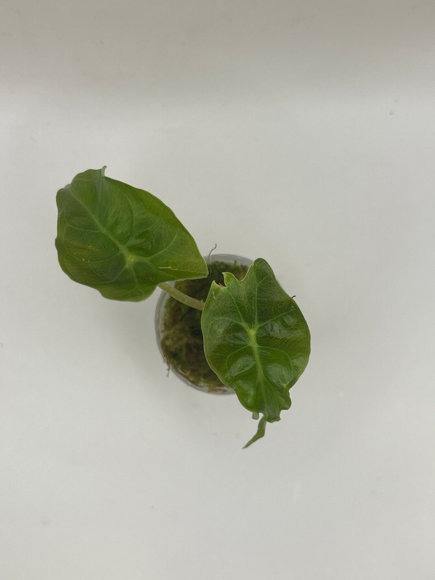 Alocasia Venom