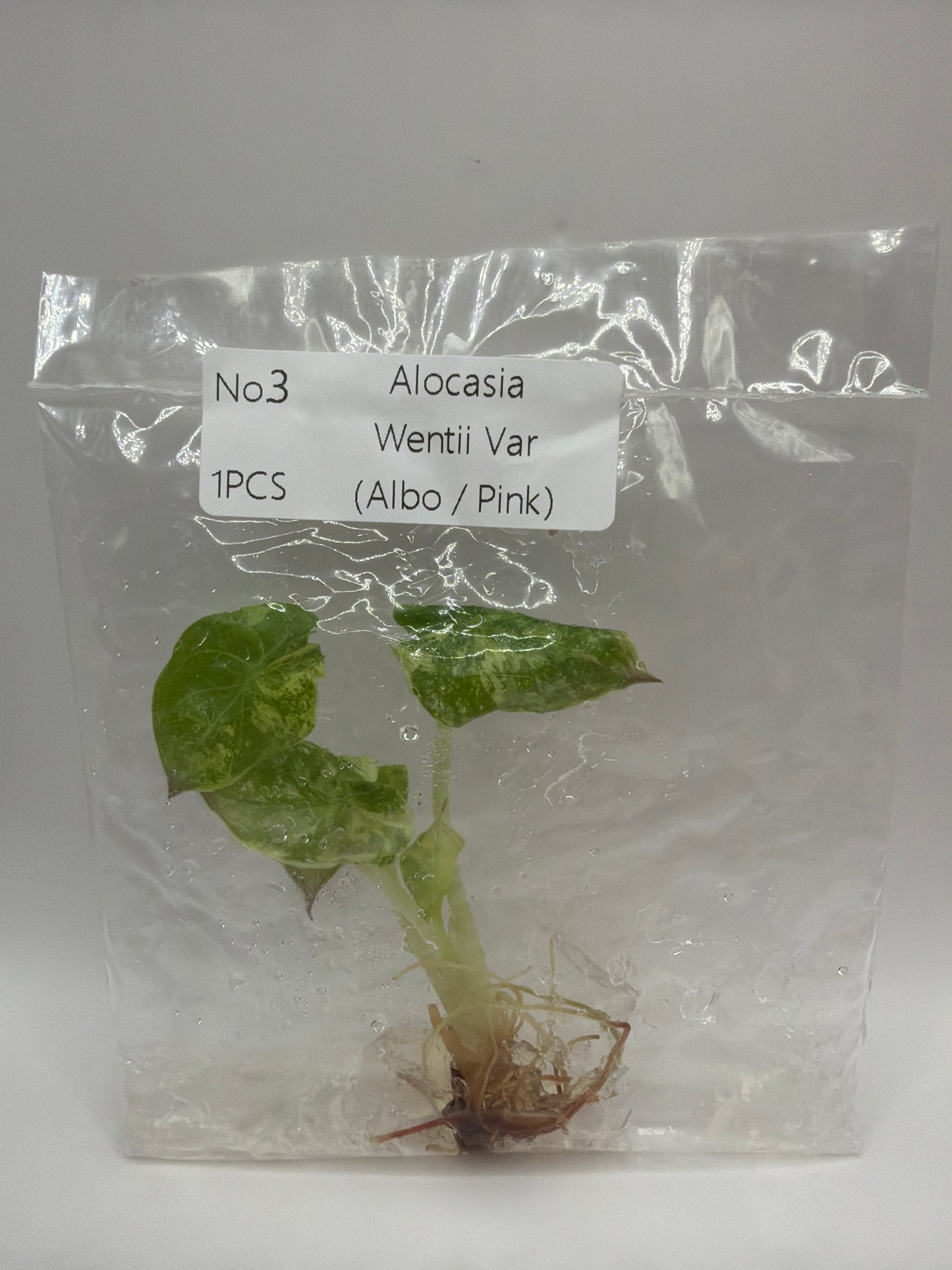 Alocasia Wentii Albo Pink Variegata - TC
