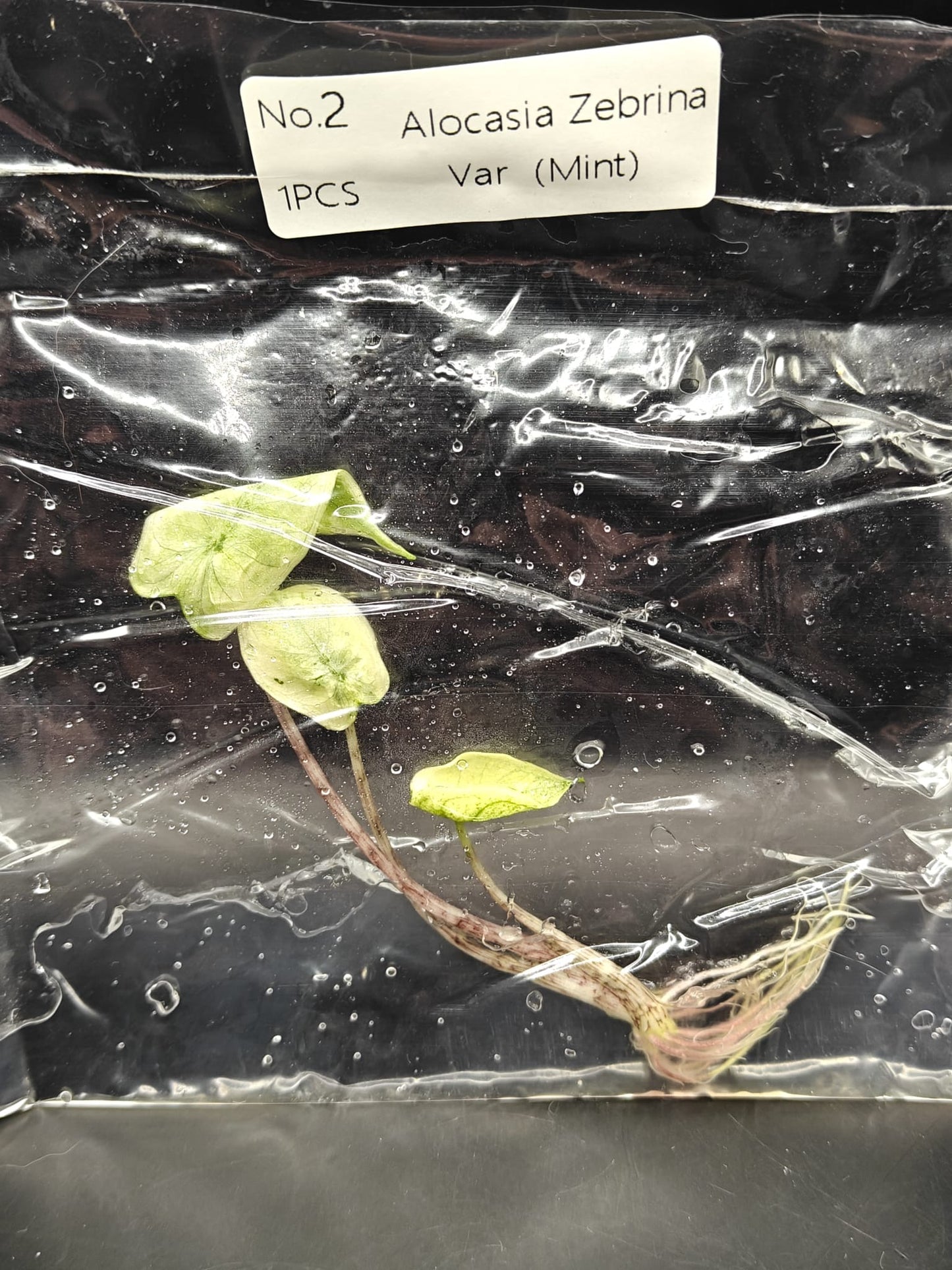 Alocasia Zebrina Mint Variegata - TC