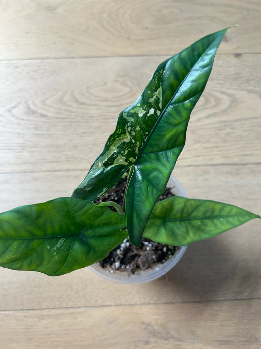 Alocasia Simpo Albo Variegata