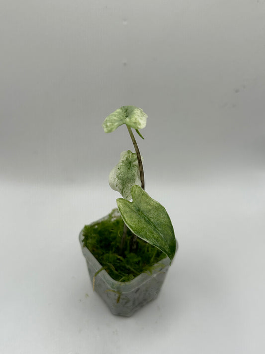 Alocasia Zebrina Mint
