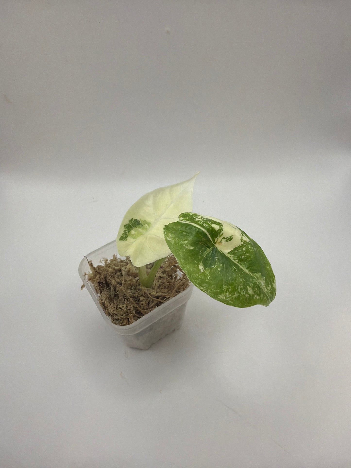 Alocasia Platinum Albo Variegata