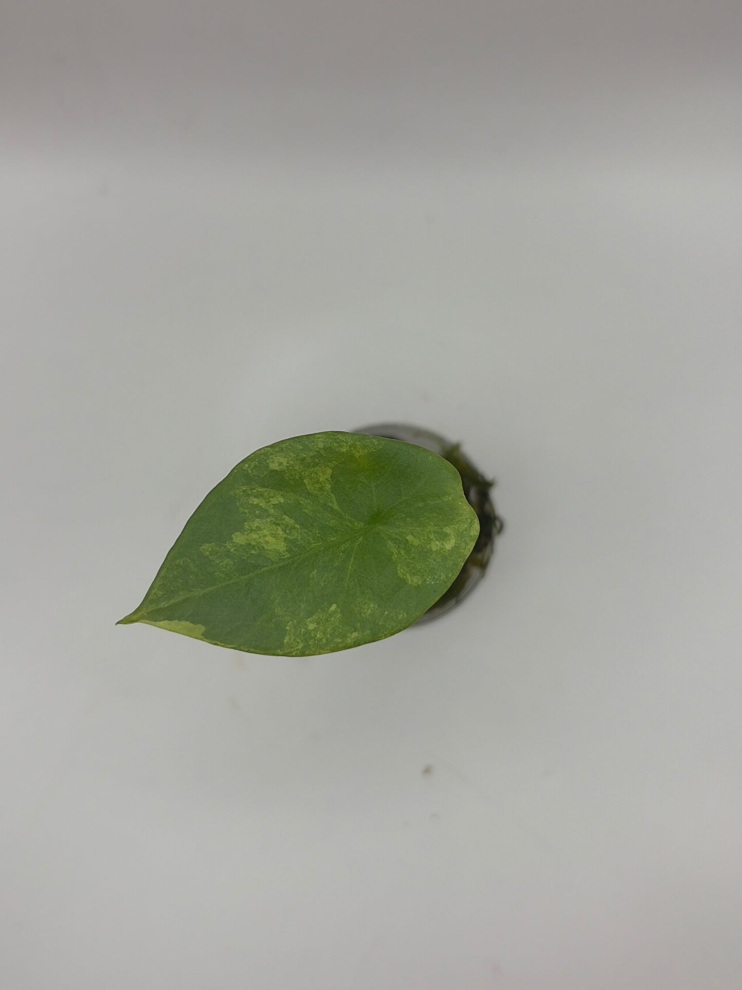 Alocasia Sinuata Aurea Variegata
