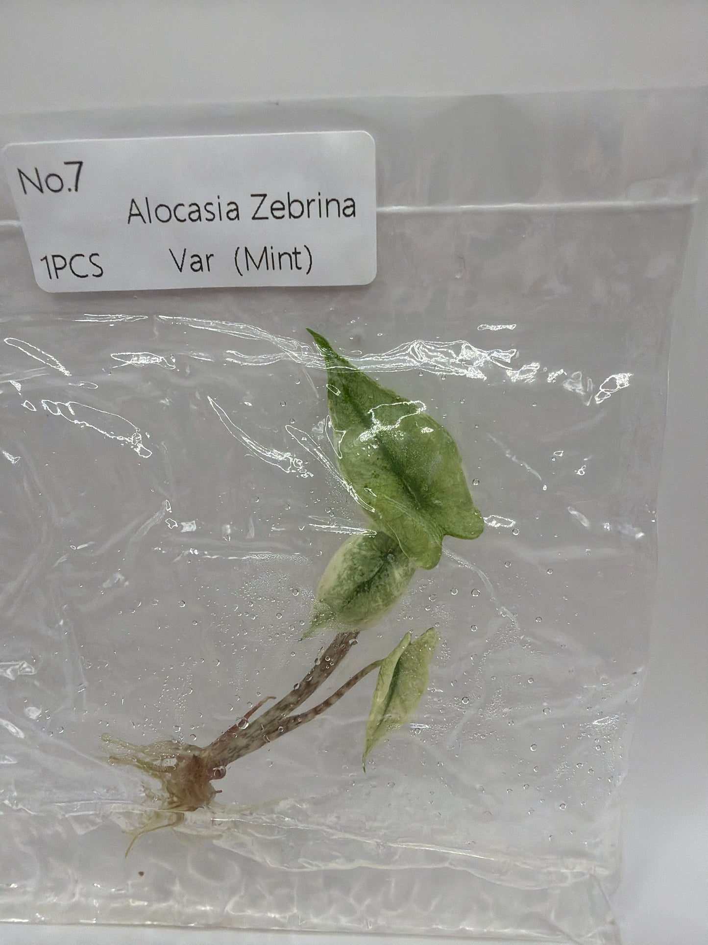 Alocasia Zebrina Mint – TC