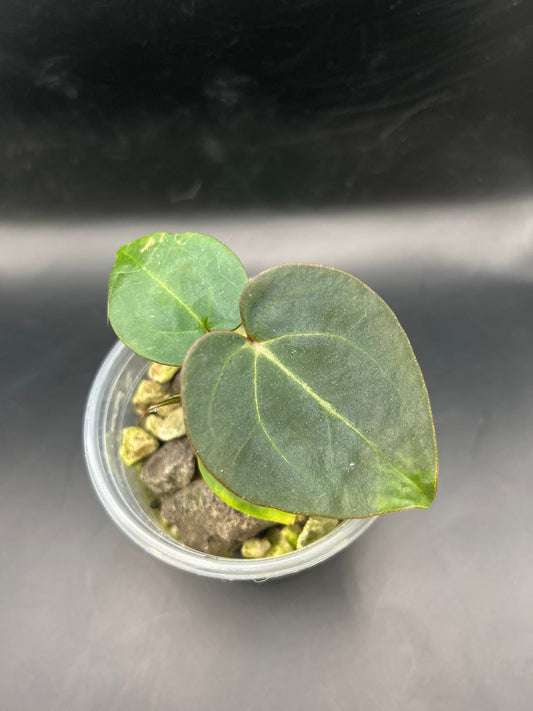 Anthurium Purple Crystallinum