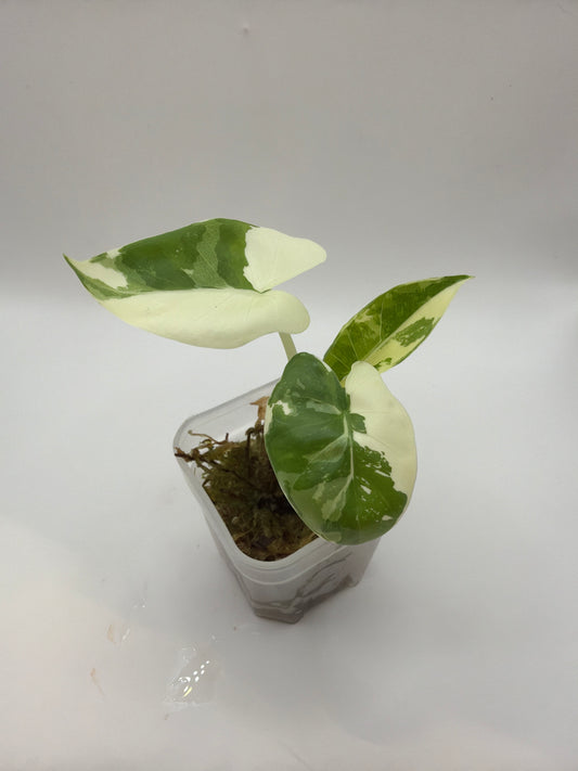 Alocasia Macrorrhiza Variegata
