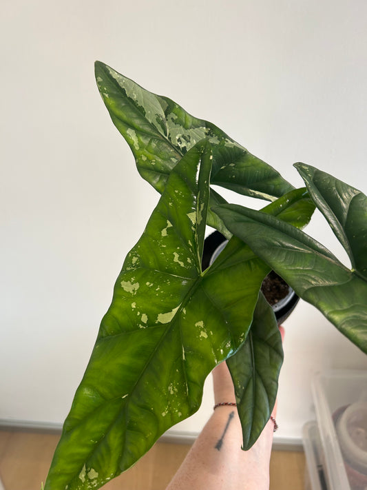 Alocasia Simpo Albo Rhizom