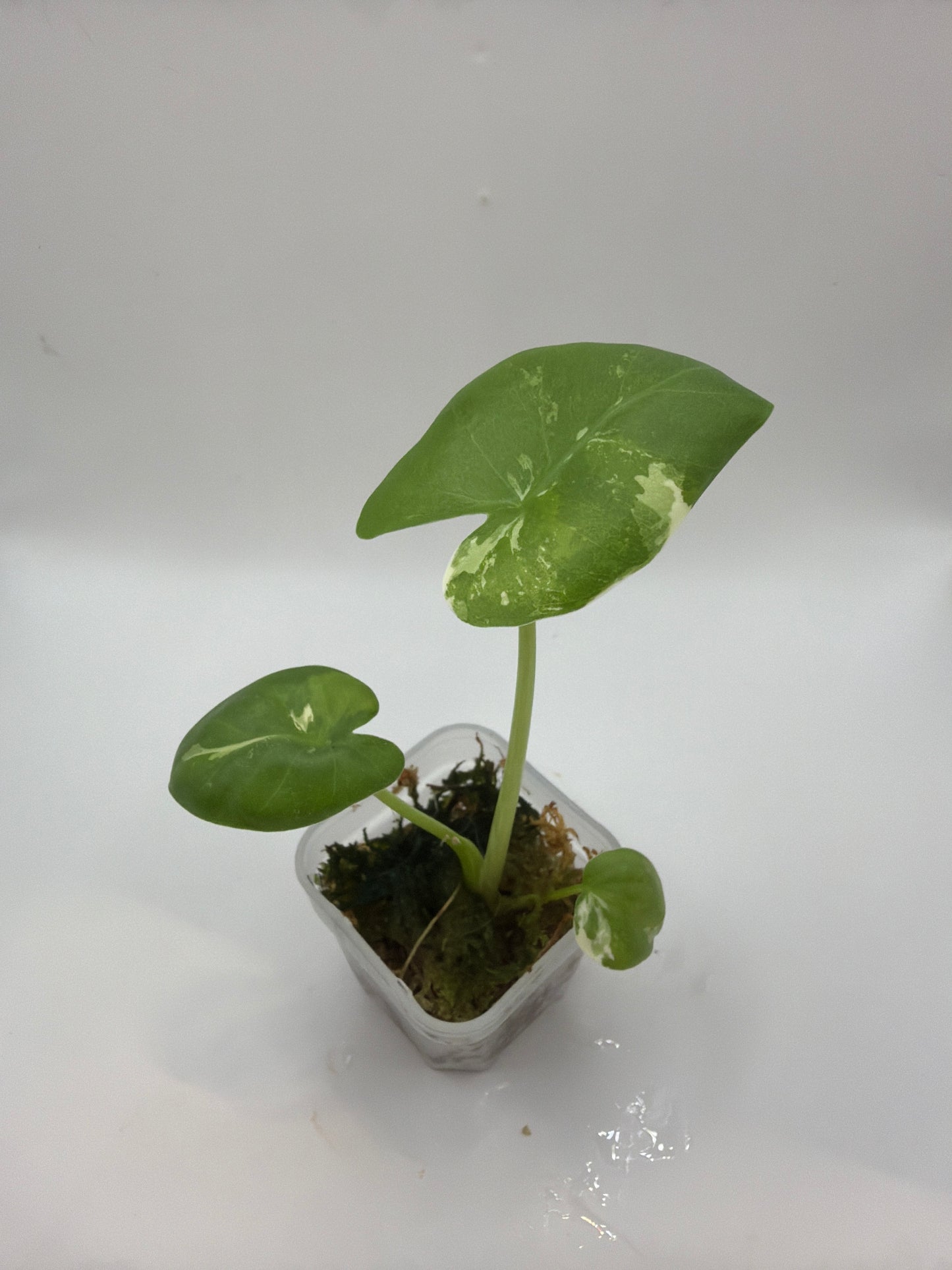 Alocasia Macrorrhiza Variegata