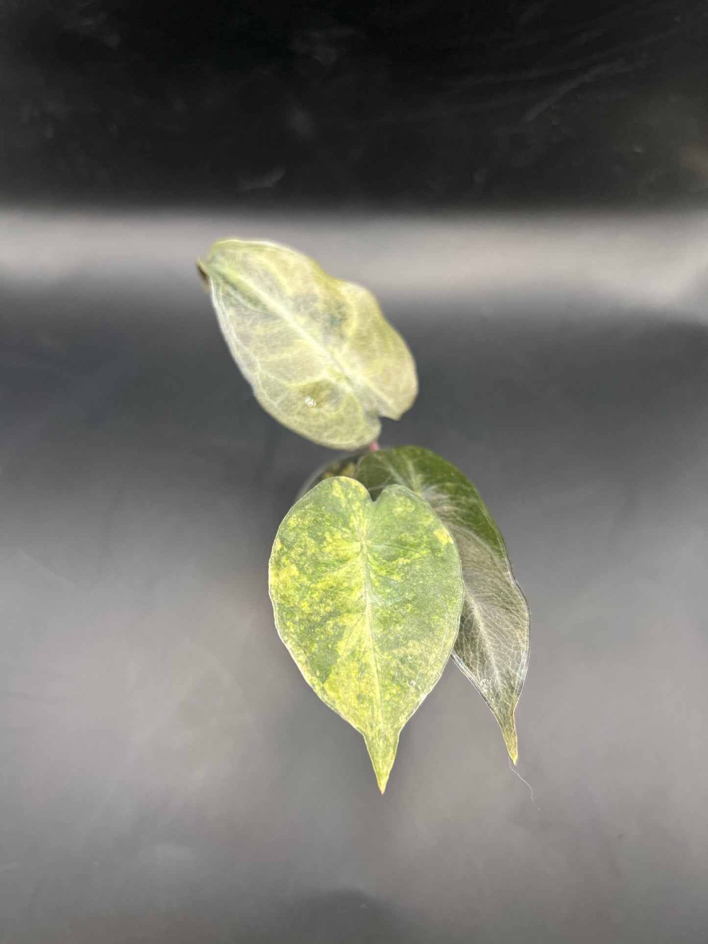 Alocasia Pink Dragon Aurea Variegata