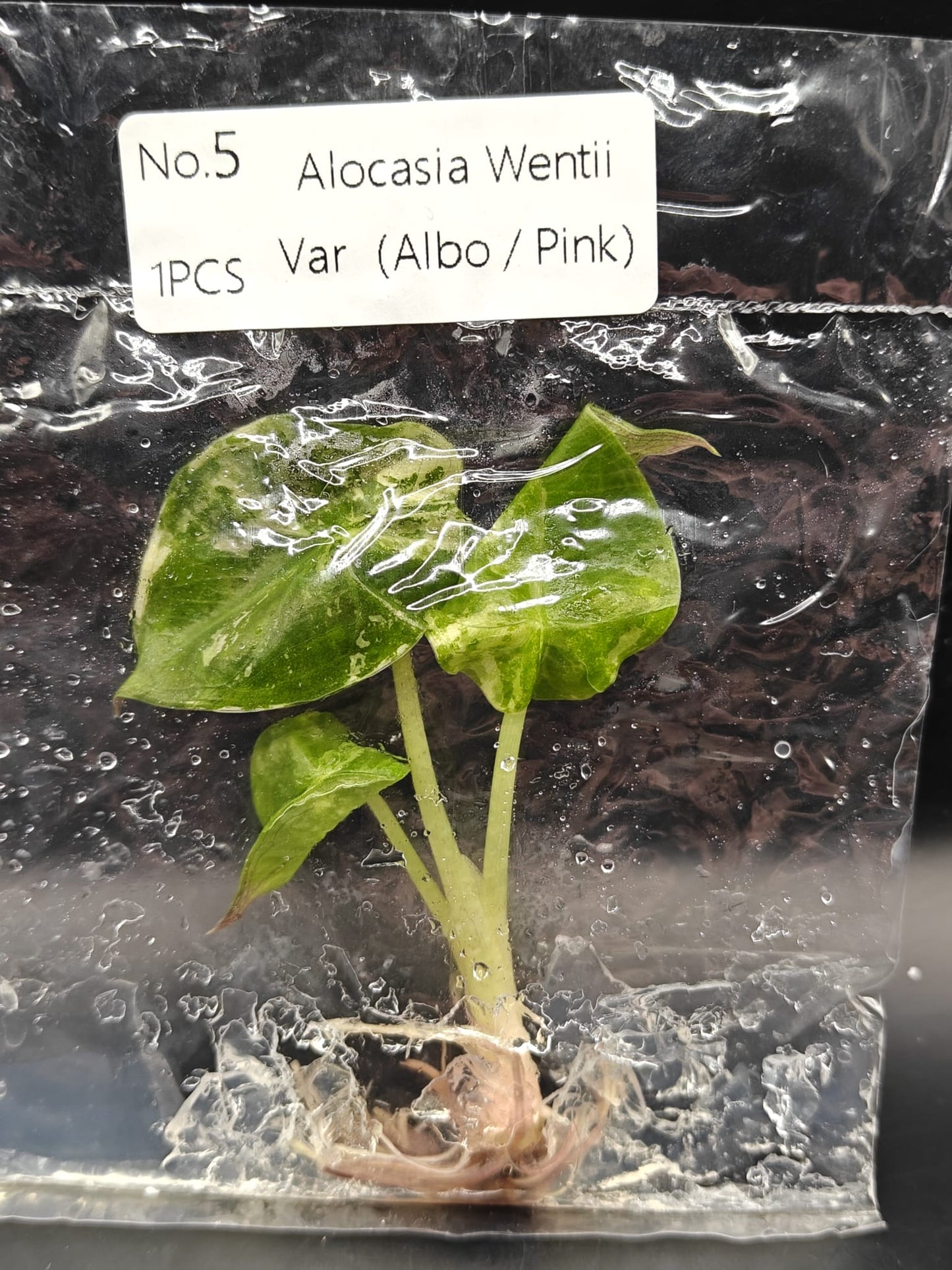 Alocasia Wentii Albo / Pink Variegata - TC