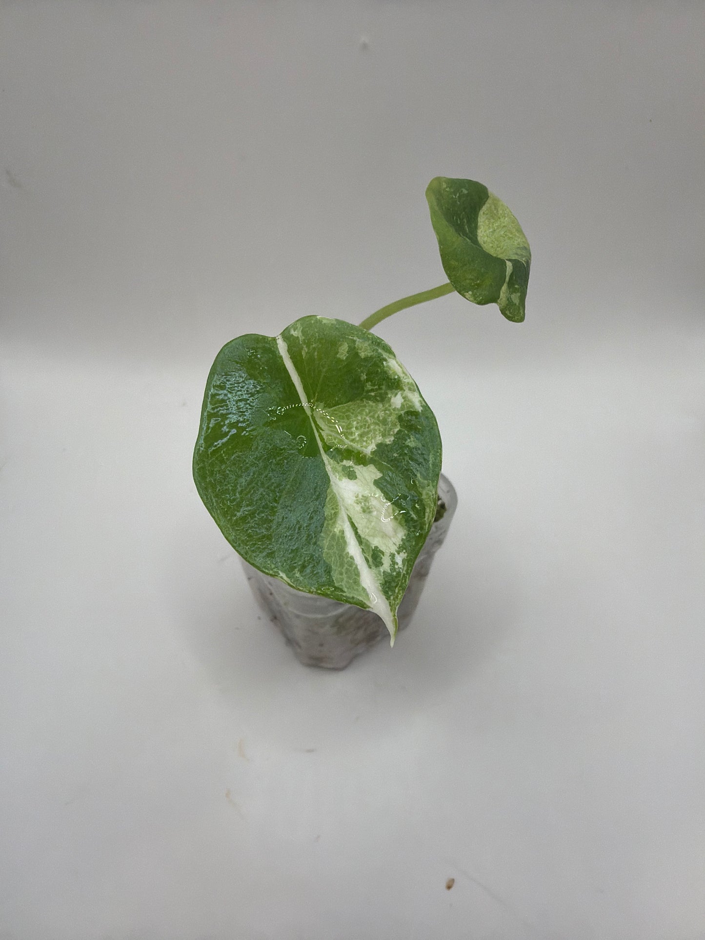 Alocasia Sinuata Albo