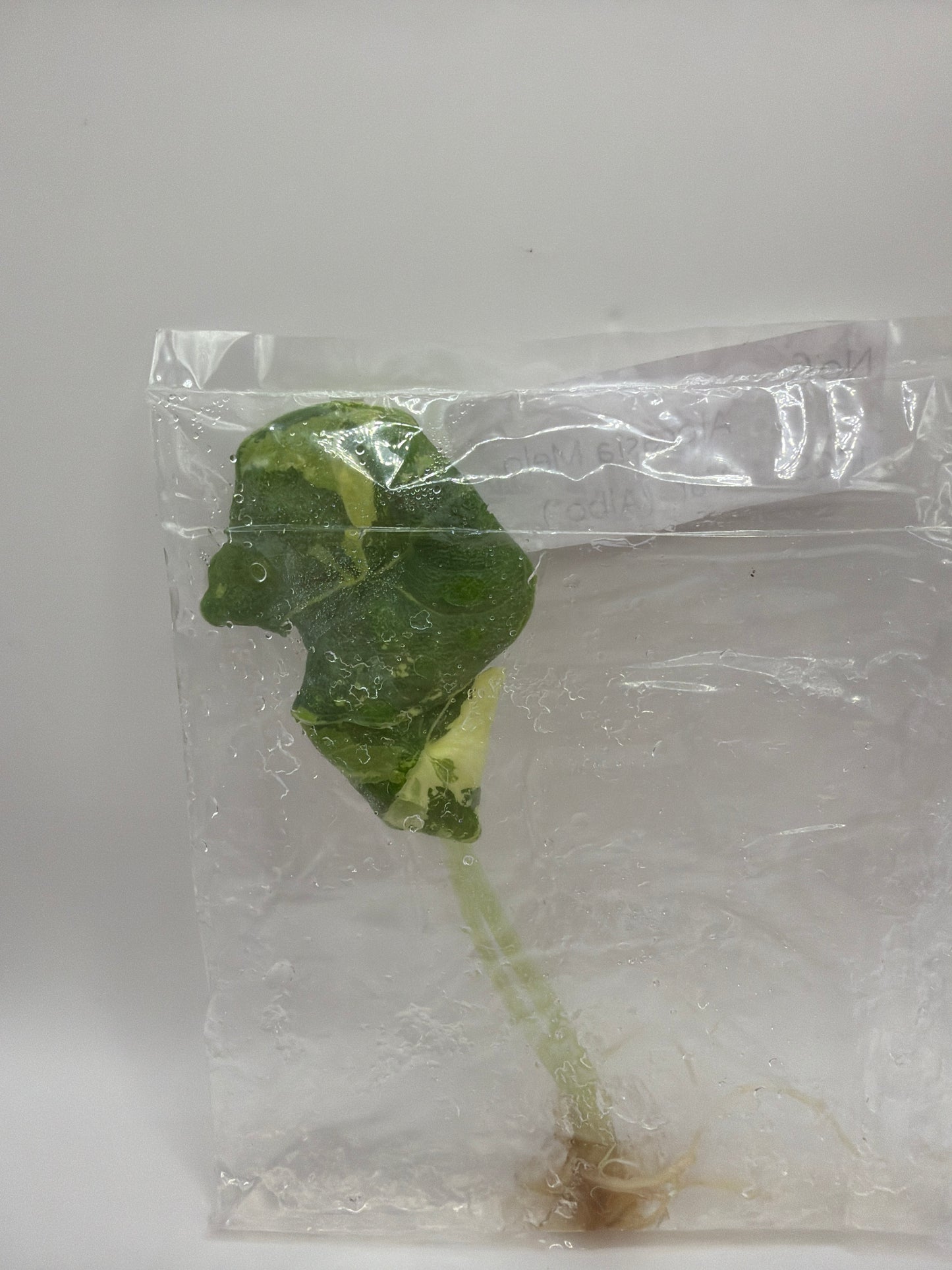 Alocasia Melo Albo - TC
