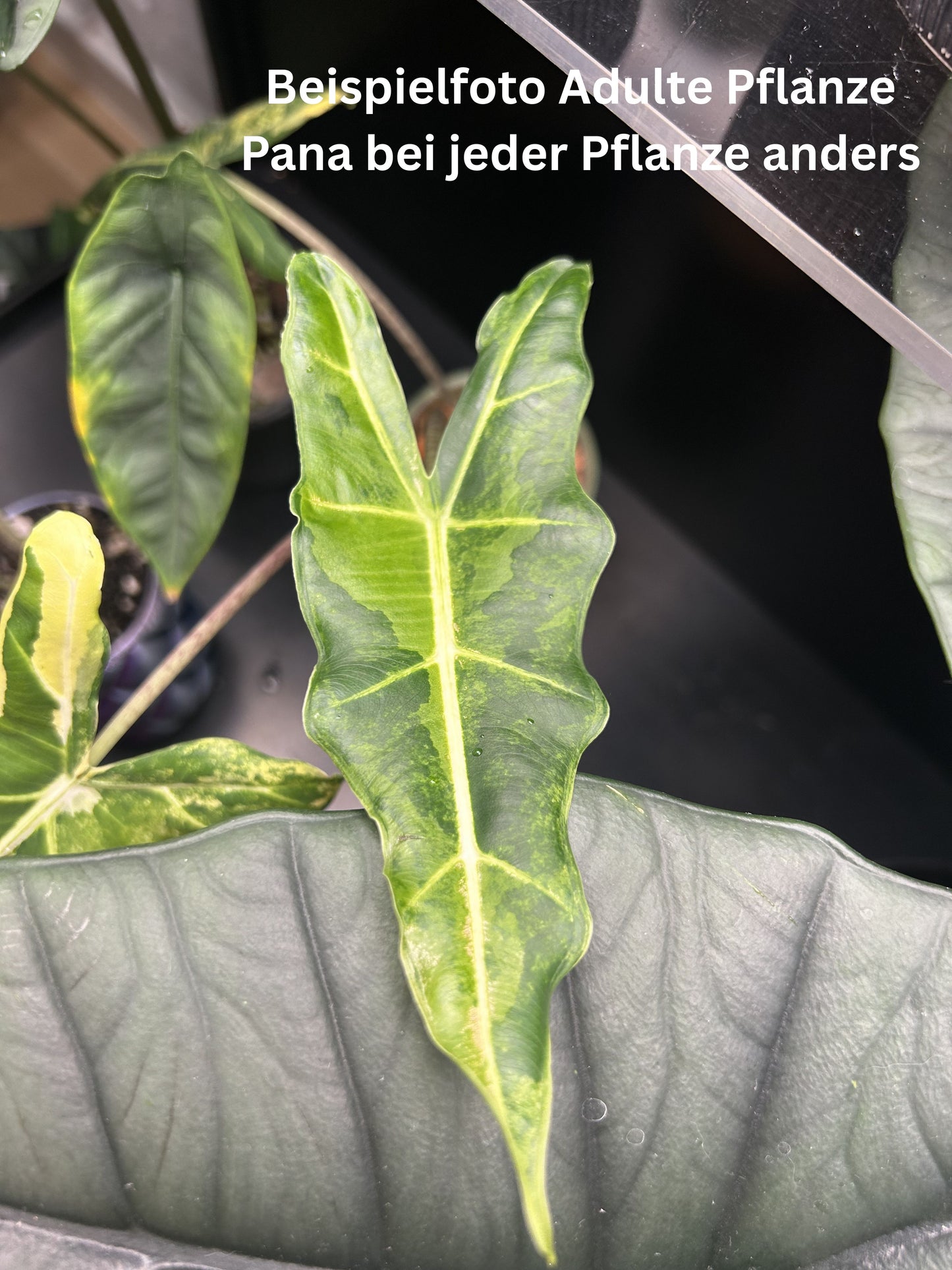Alocasia Sarian Aurea - TC