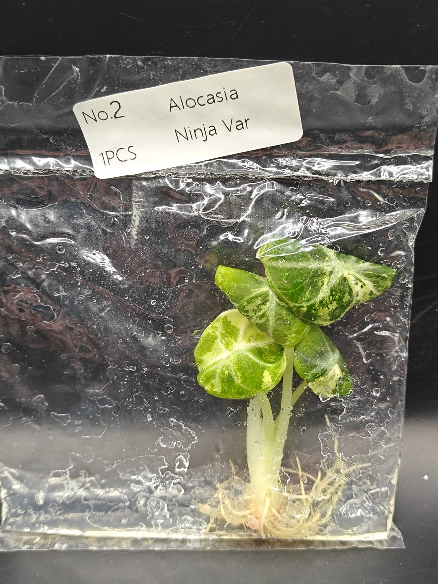 Alocasia Ninja Variegata (True Albo) - TC