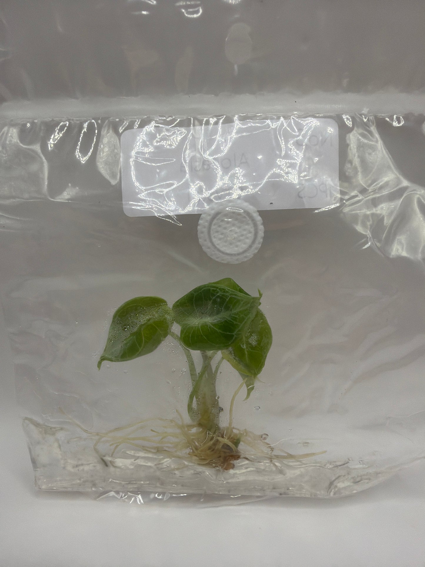 Alocasia Crystal – TC