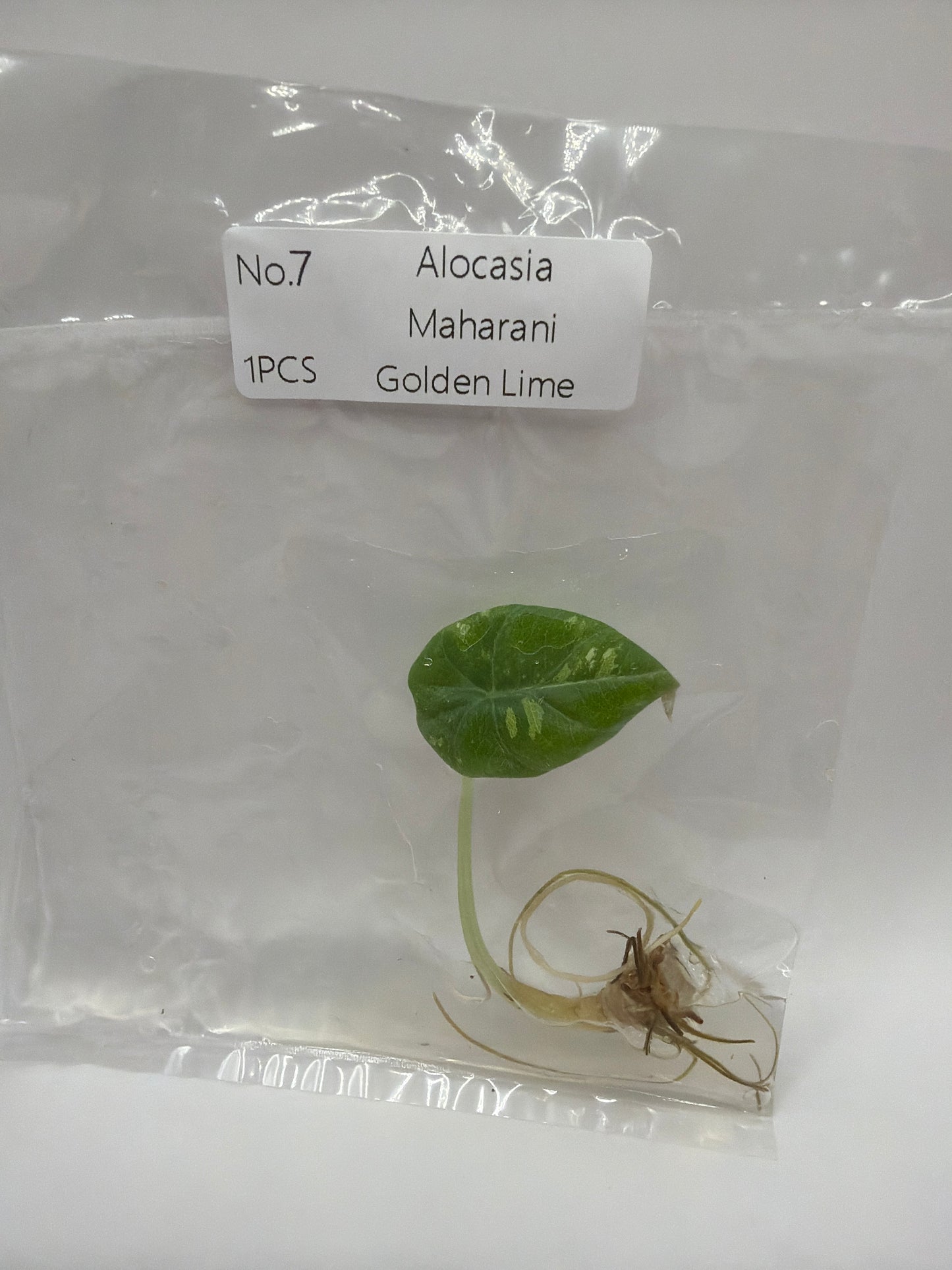 Alocasia Maharani Golden Lime
