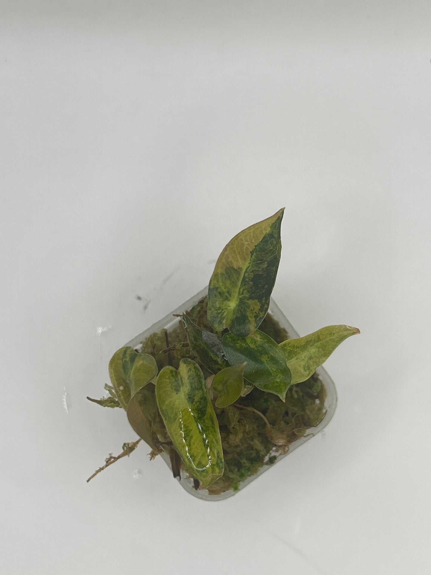 Alocasia Bambino Aurea Variegata