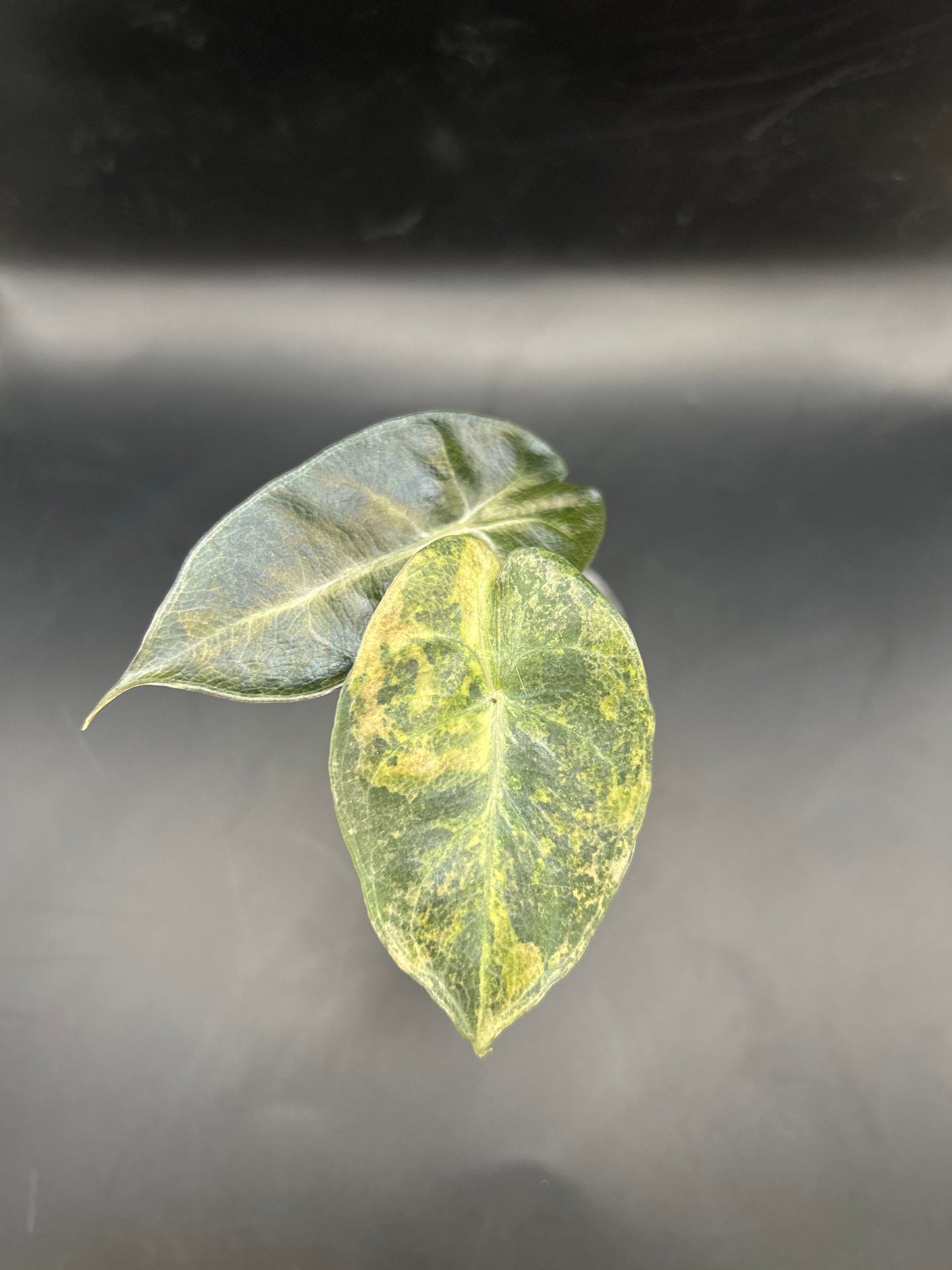 Alocasia Pink Dragon Aurea Variegata