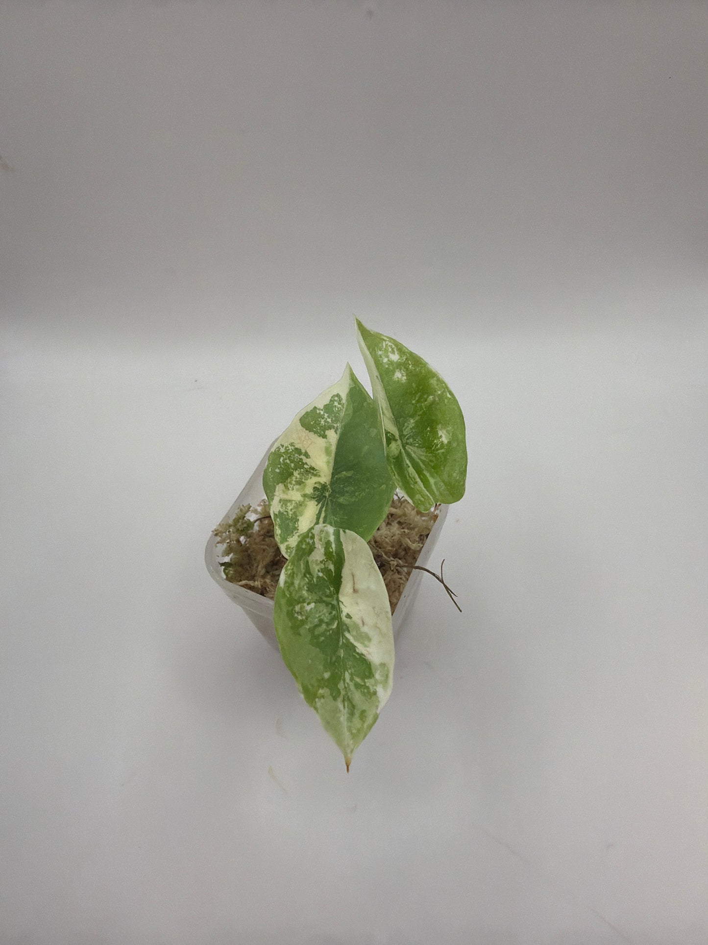Alocasia Platinum Albo Variegata