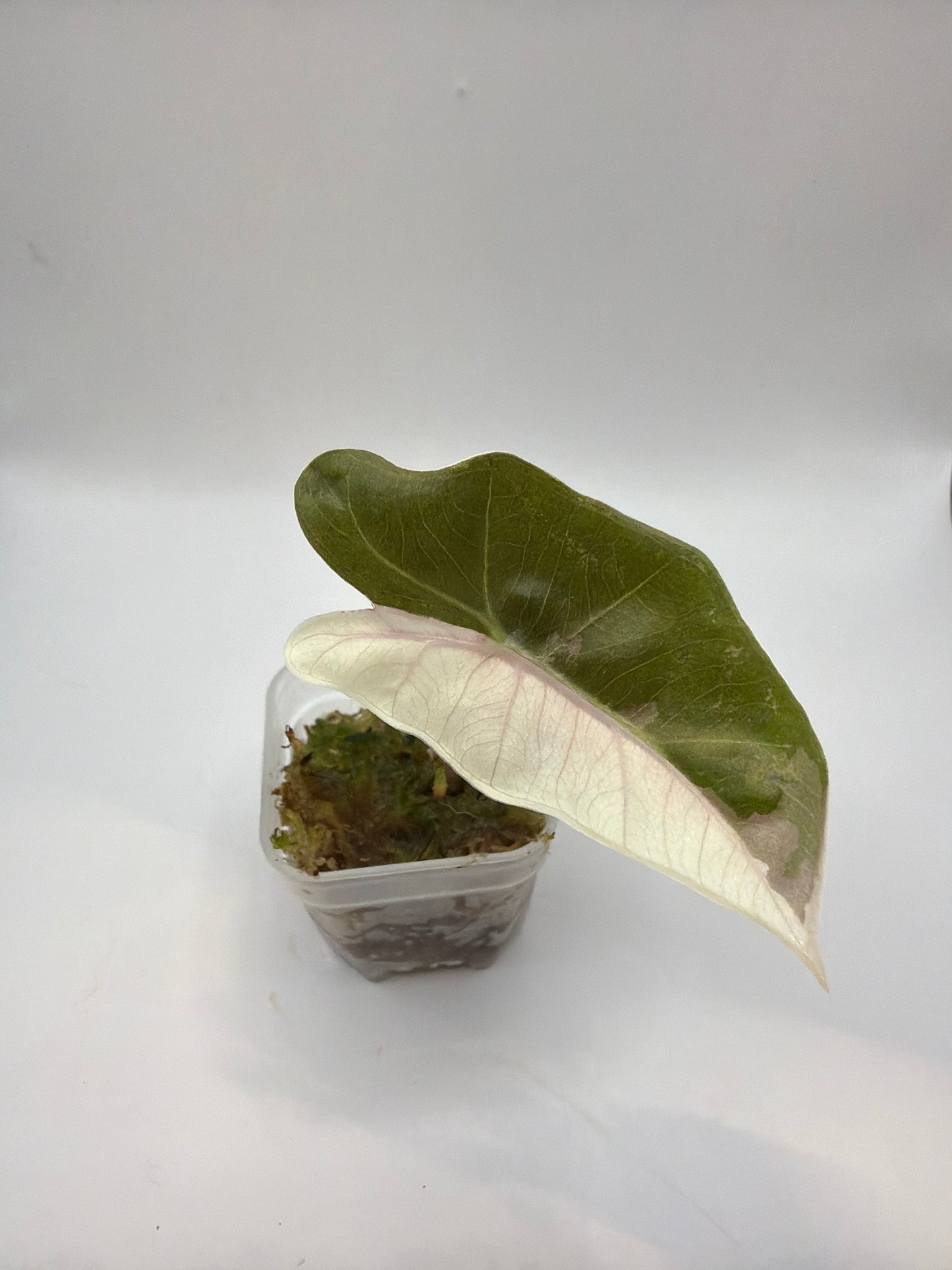 Alocasia Pseudo Sanderiana Pink
