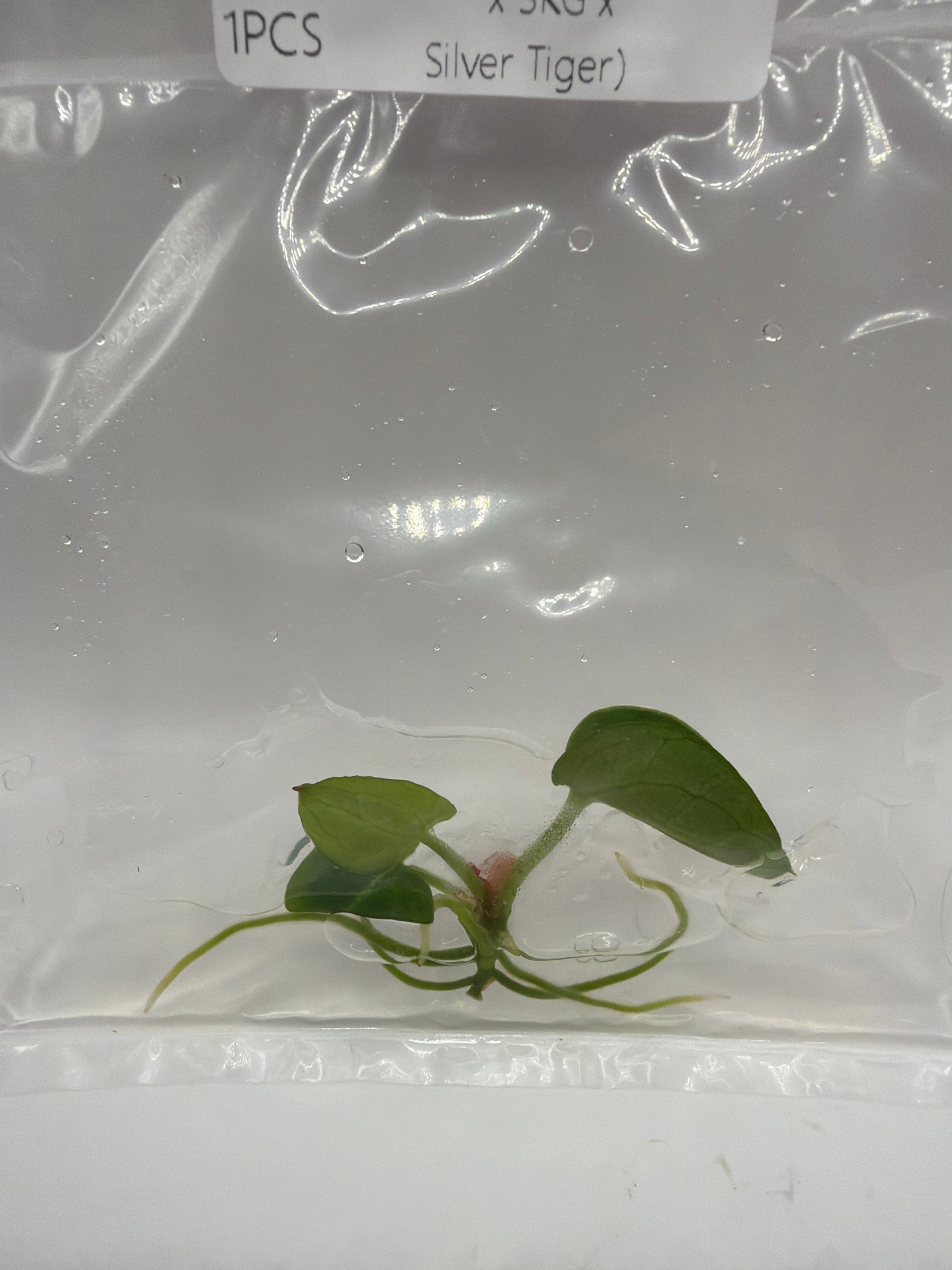 Anthurium Hybrid Red Crystal x (SKG Silver X Red Crystal) – TC