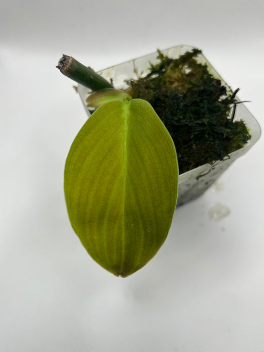 Philodendron Gigas