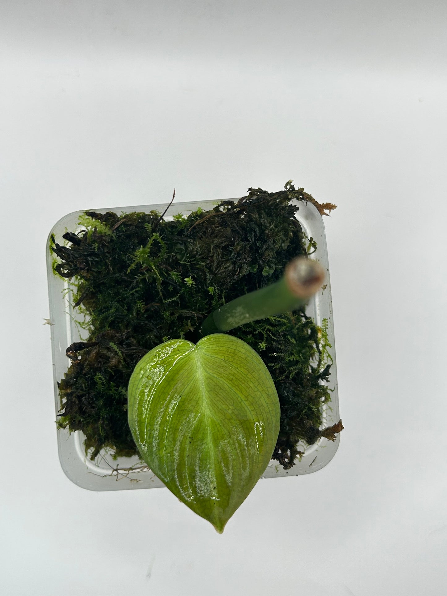 Philodendron Melanochrysum