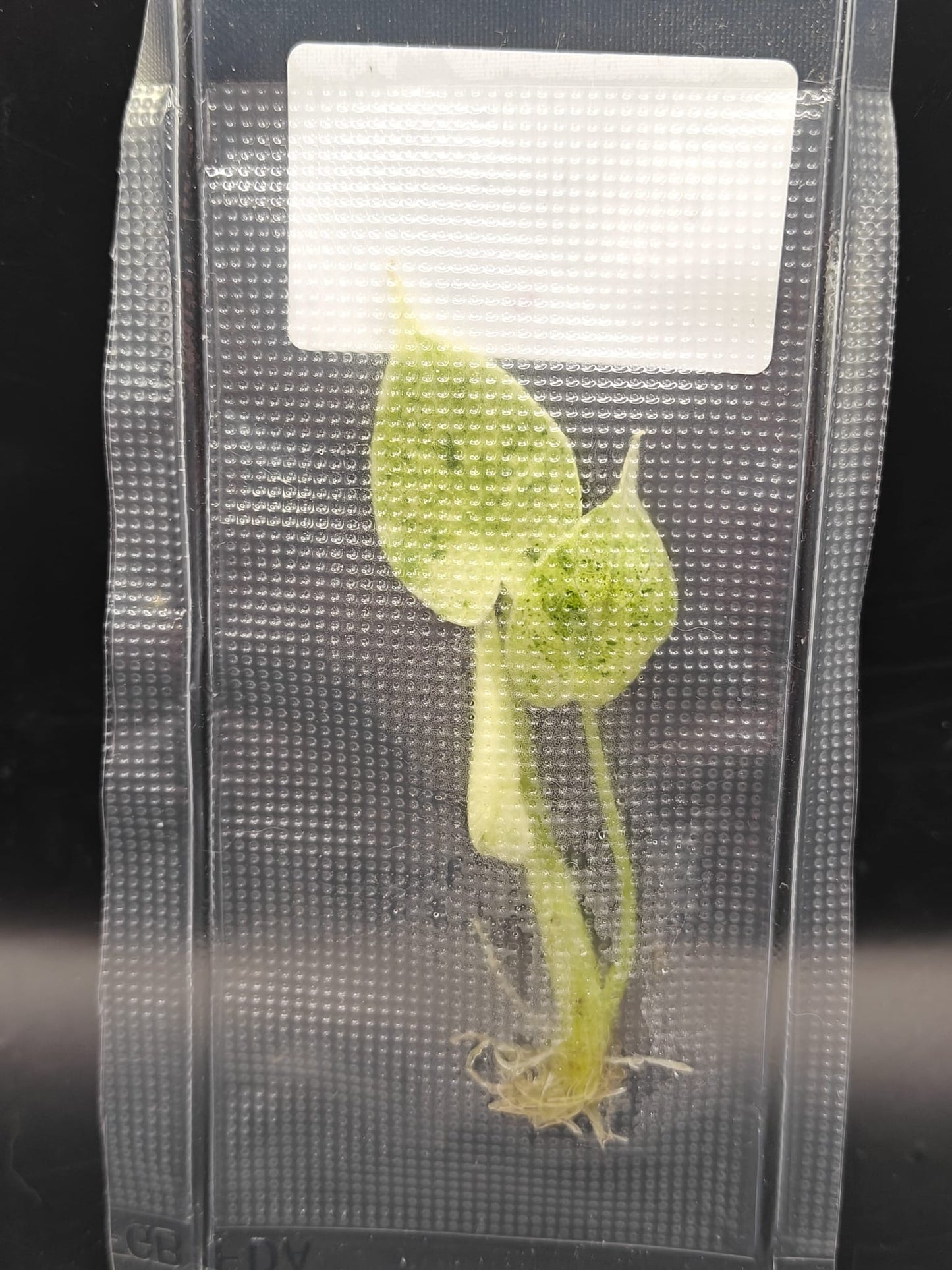 Alocasia Dragon Scale Mint - TC