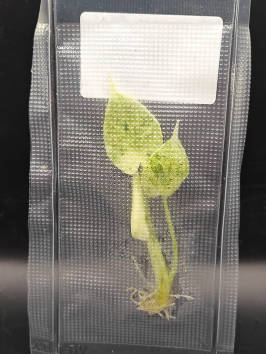 Alocasia Dragon Scale Mint - TC