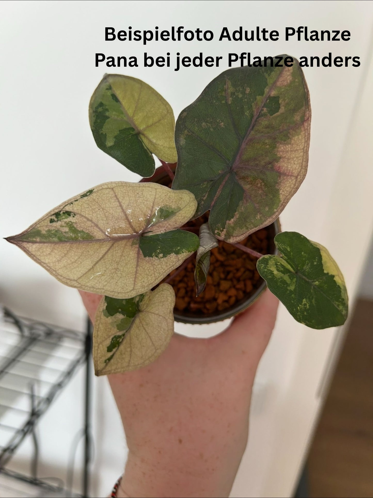 Alocasia Yucatan Princess Var – TC