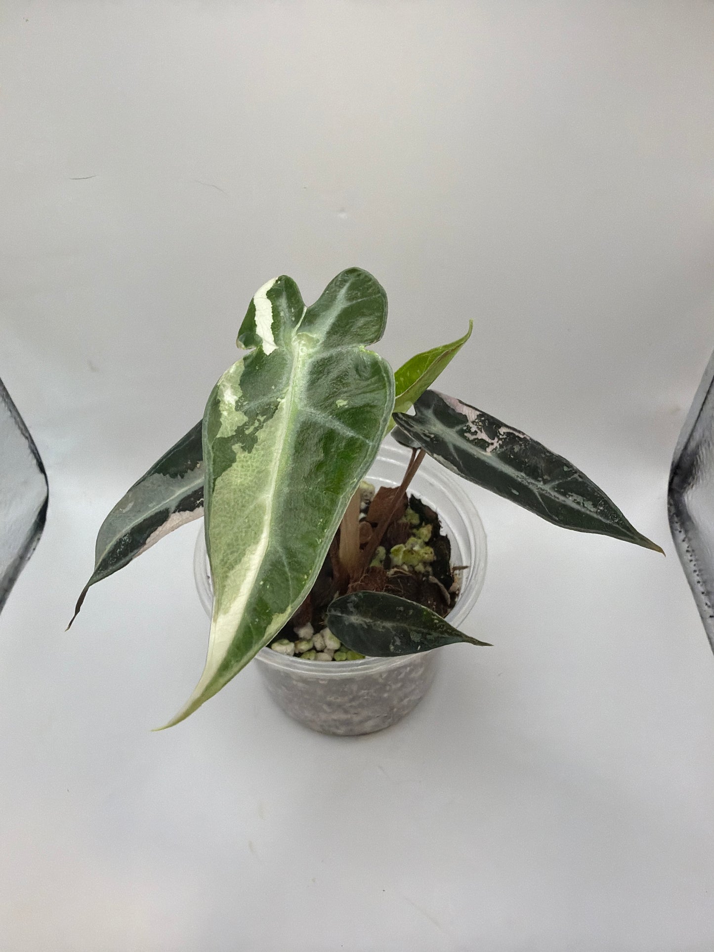 Alocasia Bambino Pink Variegata