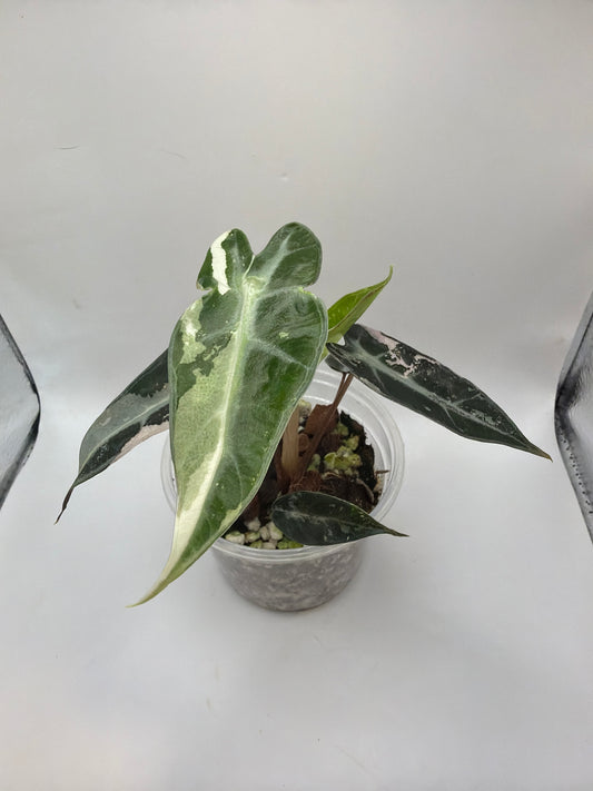 Alocasia Bambino Pink Variegata