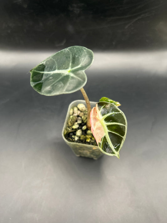 Alocasia Balloon Heart Variegata