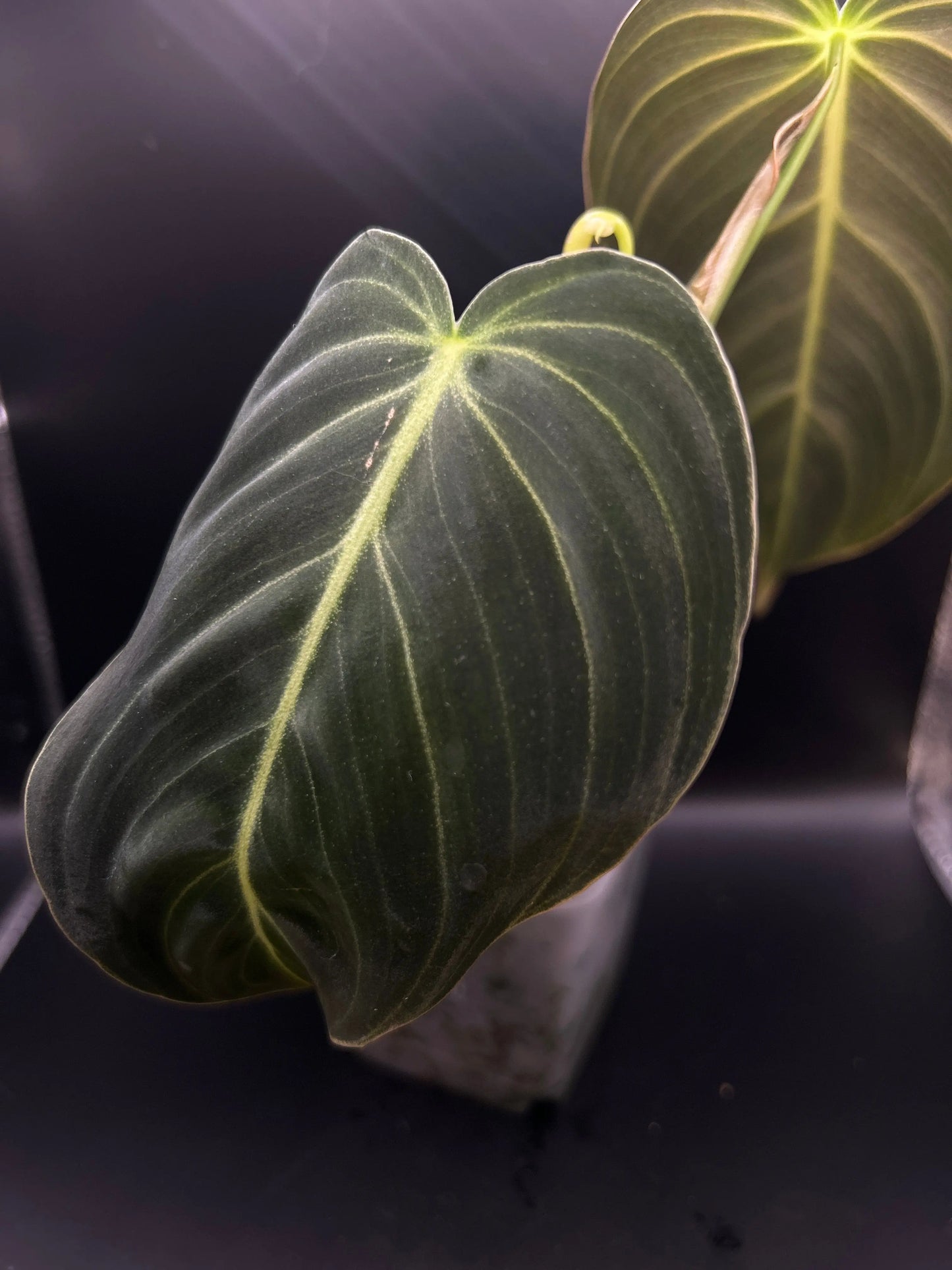 Philodendron Melanochrysum - annikas_plantland