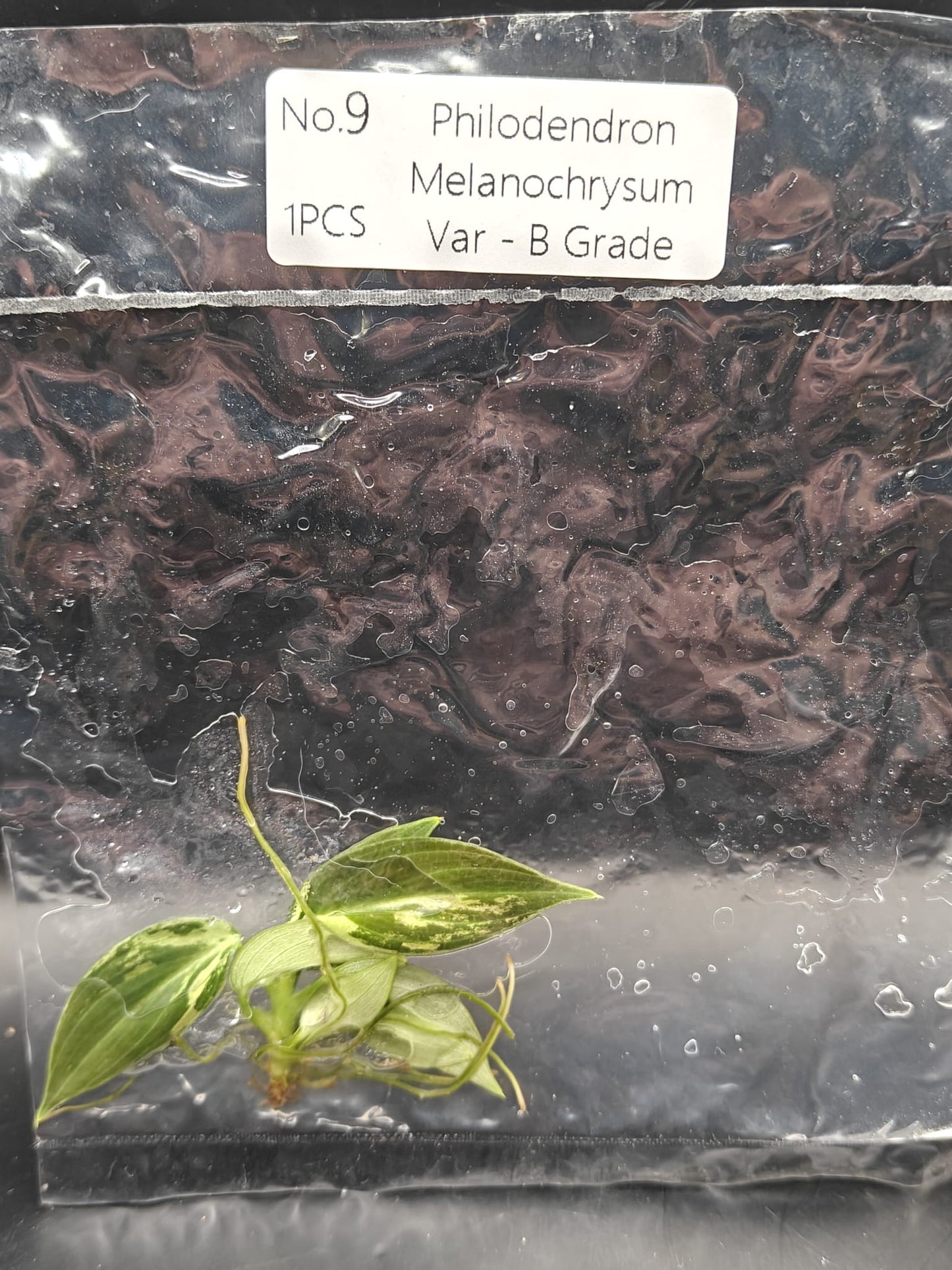 Philodendron Melanochrysum Variegata – B Grade - TC