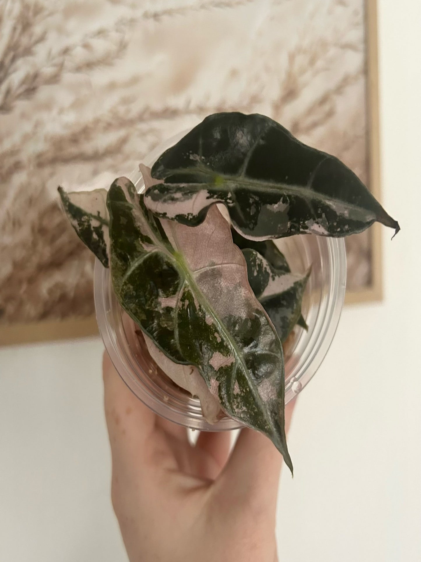 Alocasia Polly Pink Rhizom